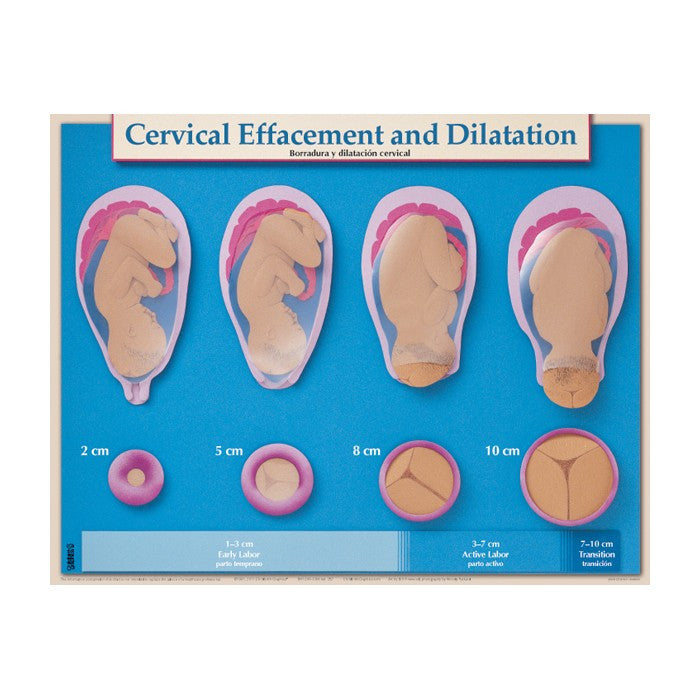 Essential Labour and Birth Laminated Chart Set (Set of 6, English/Spanish)