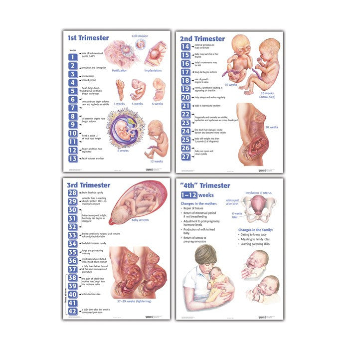 Four Trimesters of Childbearing Laminated Chart Set (Set of 4)
