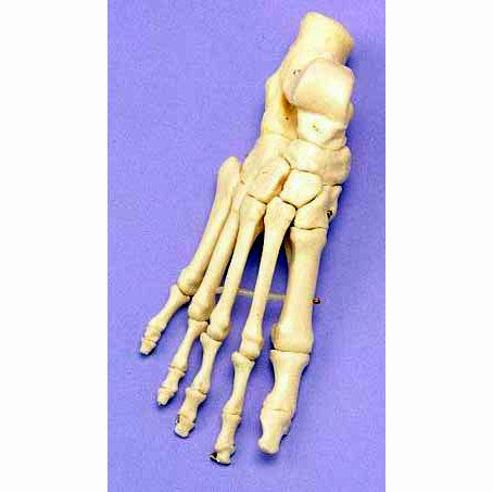 Articulated Foot Model