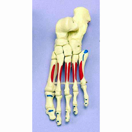 Painted Articulated Foot Model