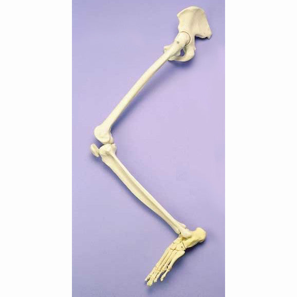 Articulated Leg Skeleton with Half Pelvis