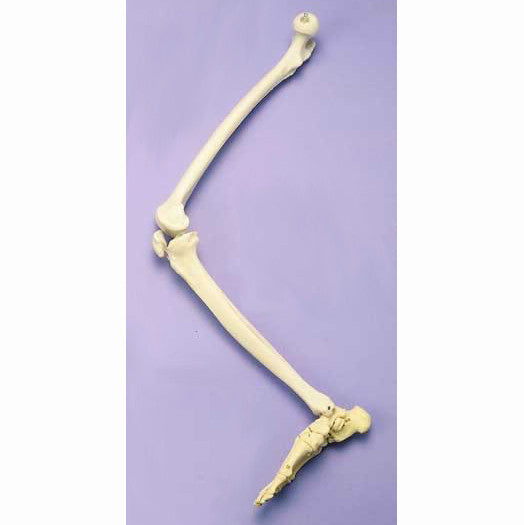 Articulated Leg Skeleton Model