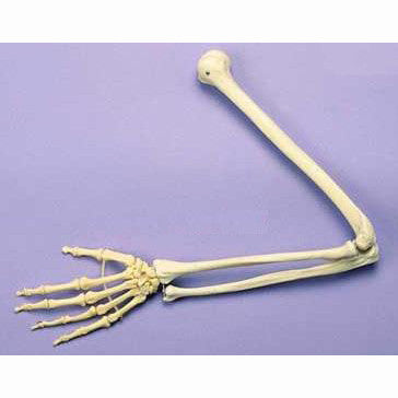 Articulated Arm Skeleton Model