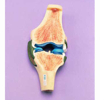 Synovial Joint Model