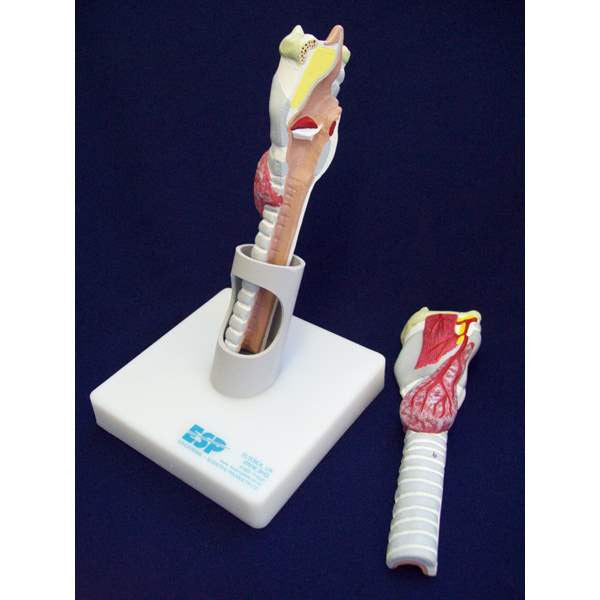 Larynx Model (2 part) 1