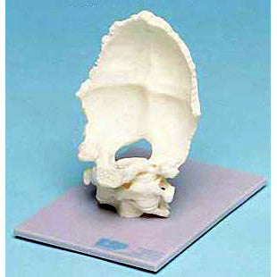 Occipital Joint Model