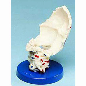 Painted Occipital Joint Model with Ligaments