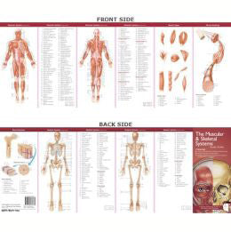 The Muscular & Skeletal Systems Study Guide