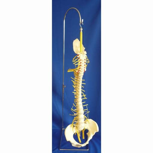Rigid Spine Model with Nerves and Pelvis