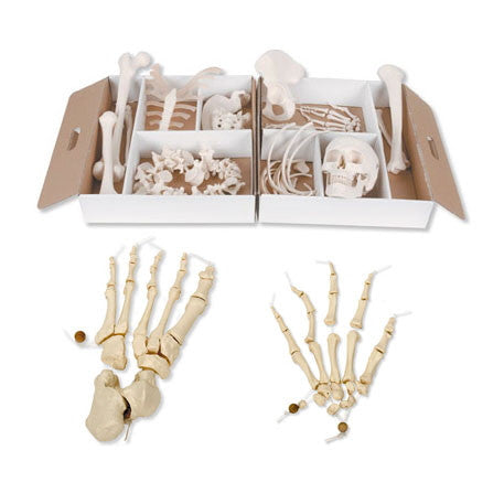 Disarticulated Half Human Skeleton Model (with hand and foot on elastic)