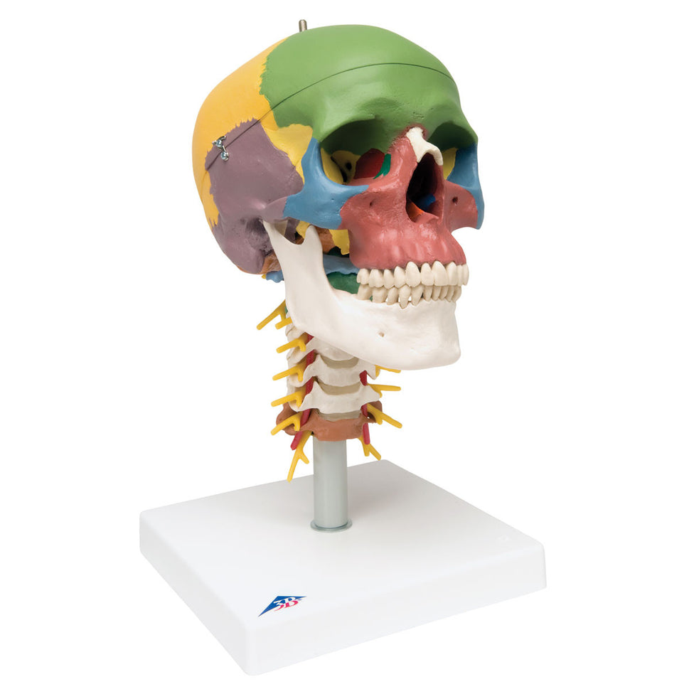Didactic Skull Model on Cervical Spine (4 part)