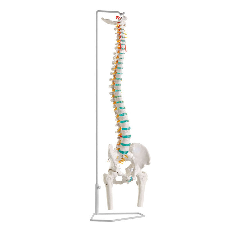 Flexible Vertebral Column Model with Femur Heads
