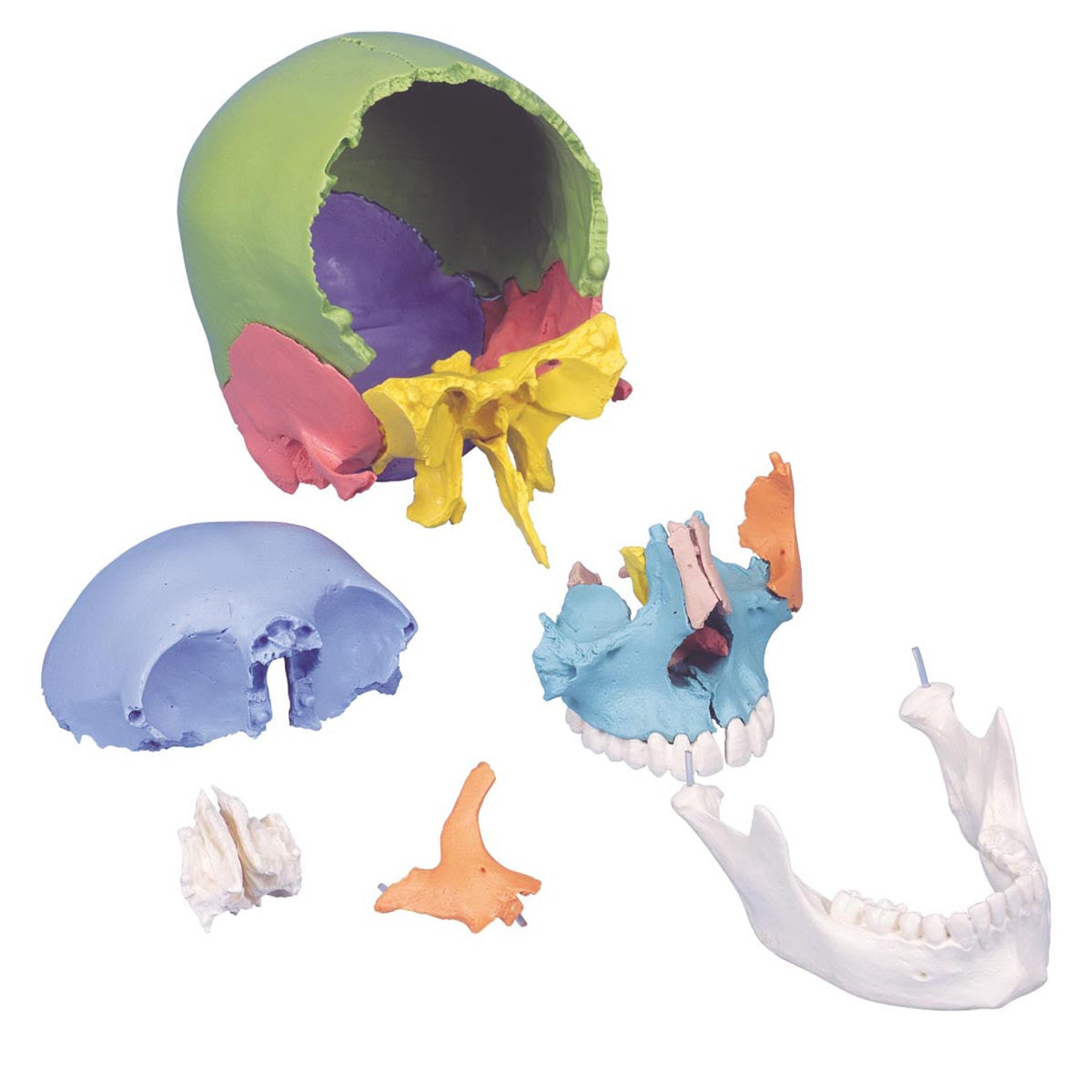Beauchene Adult Human Skull Model Colour-coded Kit (22 part)