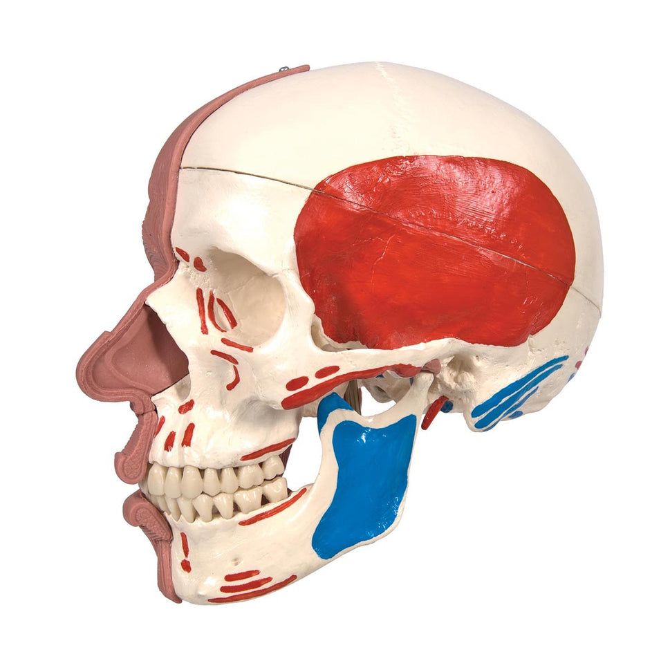 Skull Model with Facial Muscles