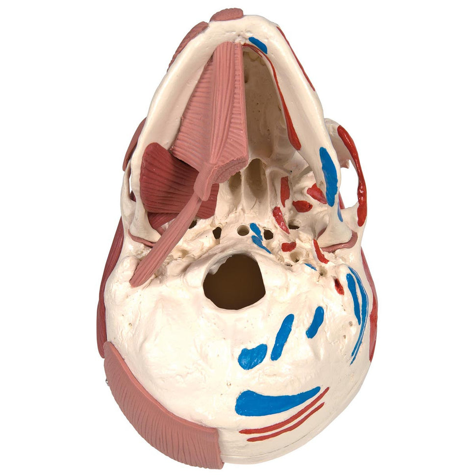 Skull Model with Facial Muscles