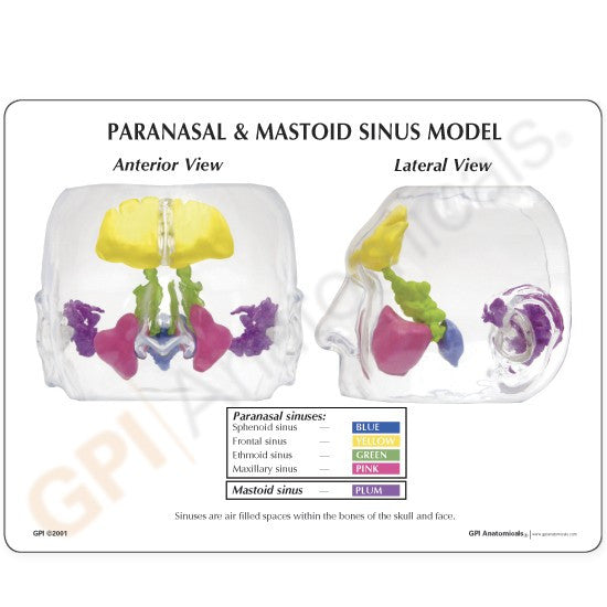 Transparent Prenasal and Mastoid Sinus Model