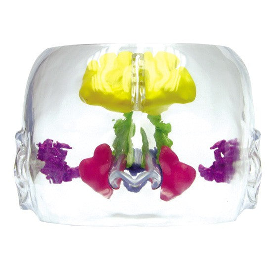 Transparent Prenasal and Mastoid Sinus Model