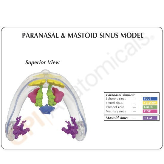 Model shows the mastoid, maxillary, ethmoid, frontal and sphenoid cavities