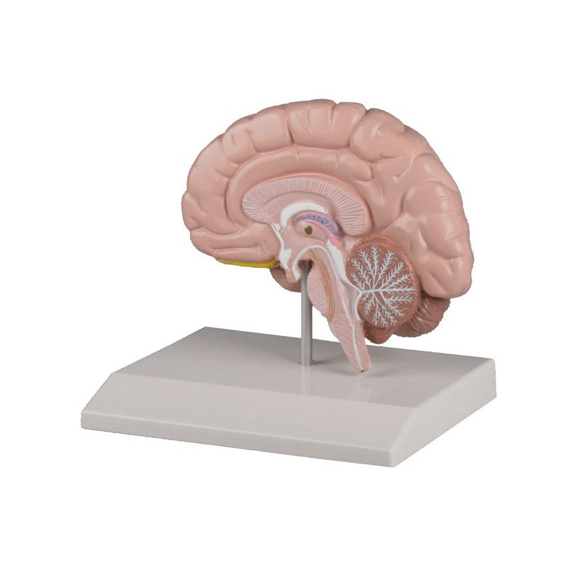 Brain Half Model