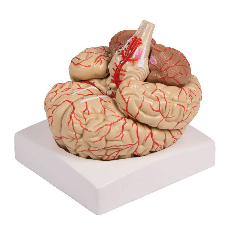 Brain Model with Arteries (9 part)