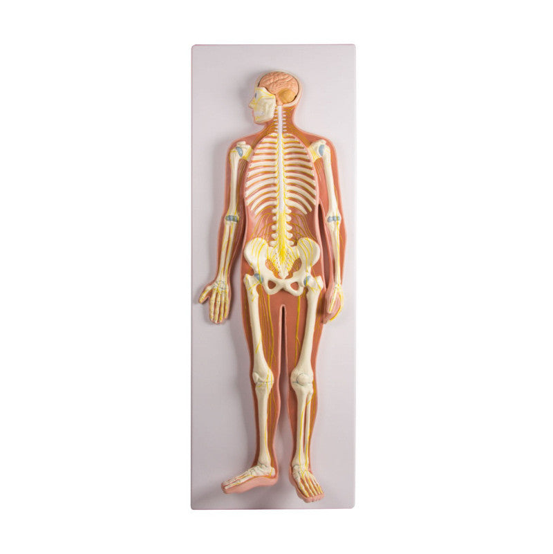 Nervous System Relief Model (1/2 life size)