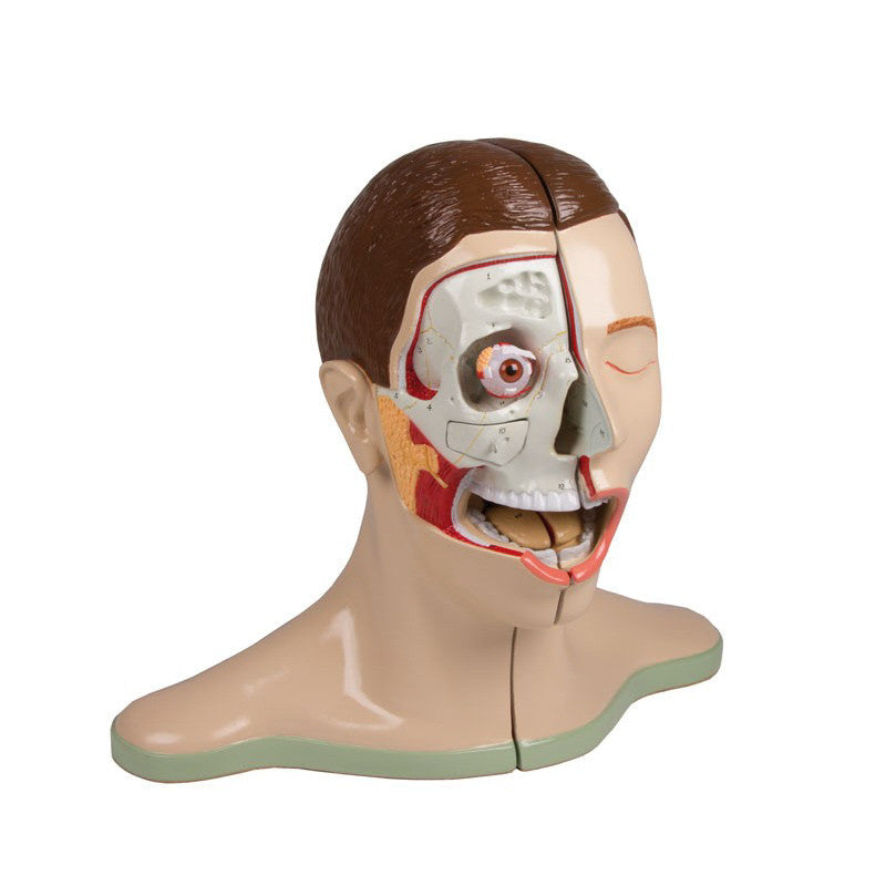 Medially Divided Head and Neck Model (5 Part)