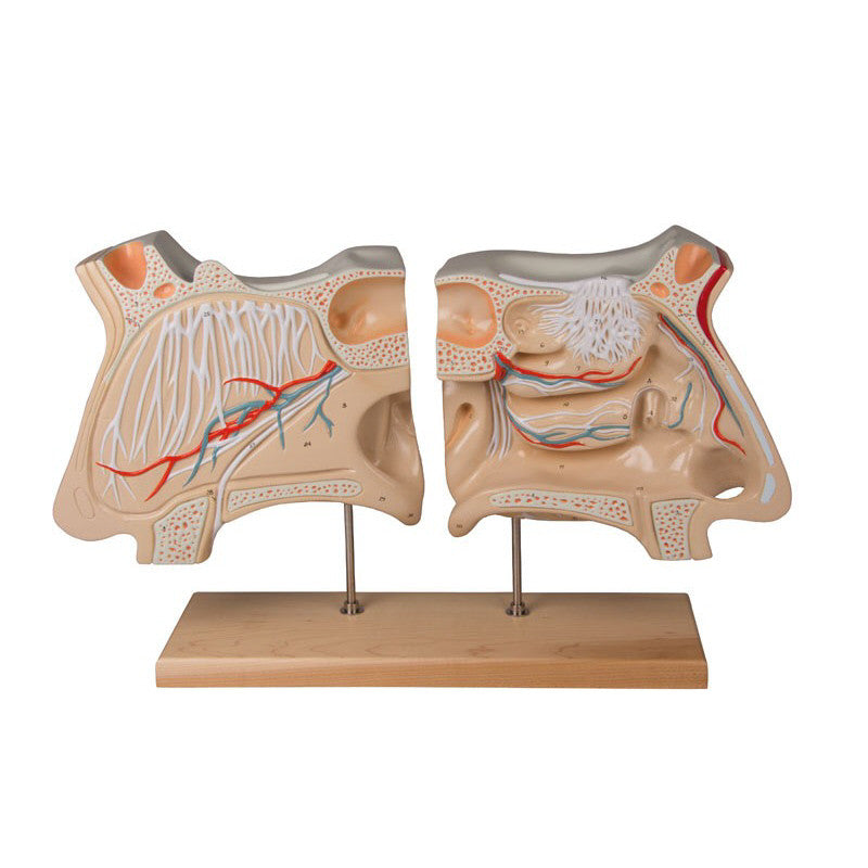 Nose and Olfactory Organ Model Set (4 times life size)