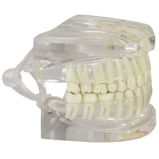 Transparent Jaw with Teeth Model