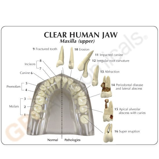 Transparent Jaw with Teeth Model