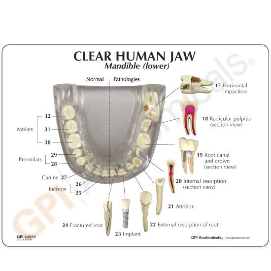 Transparent Jaw with Teeth Model
