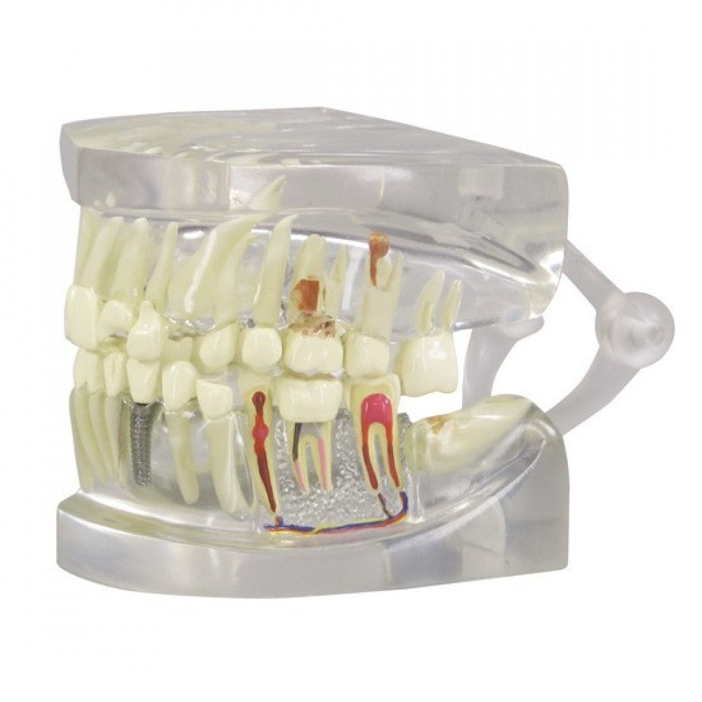Dental Anatomy & Pathology Collection