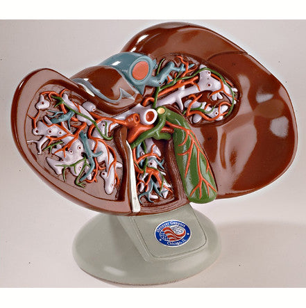 Liver Model with Gallbladder
