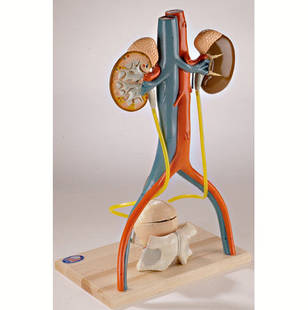 Urinary System Model