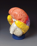 Giant Regional Brain Model (2 times life size, 4 part)