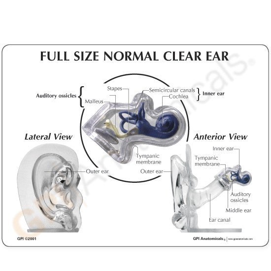 Transparent Ear Model