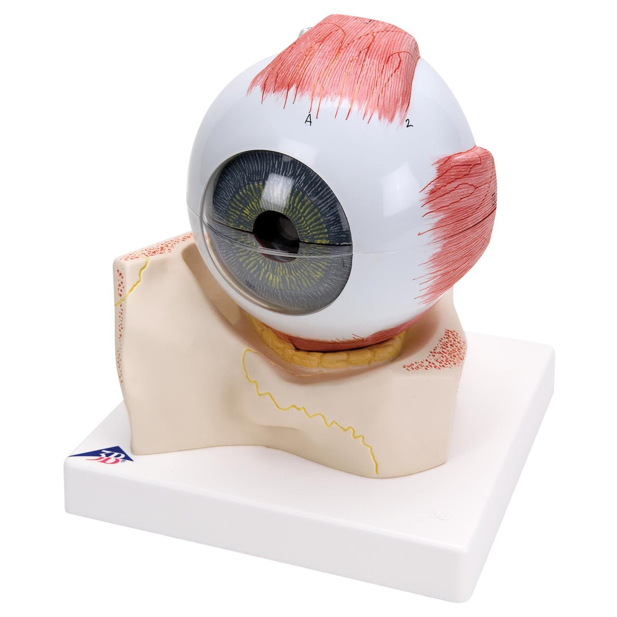 Eye Model (5 times life size, 7 part)