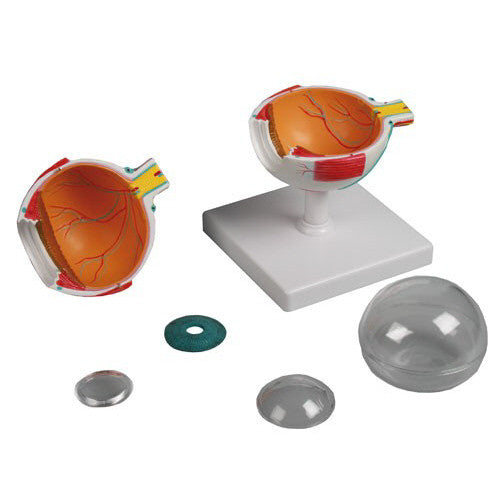Eye Model (4 times life size, 6 part)