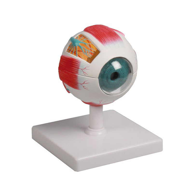 Eye Model (4 times life size, 6 part)