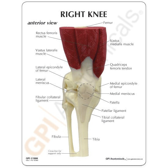 Knee Joint Model with Muscles