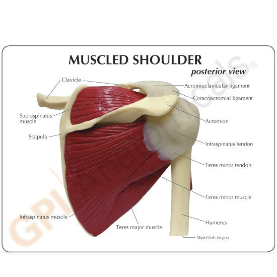 Shoulder Model with detailed anatomical features