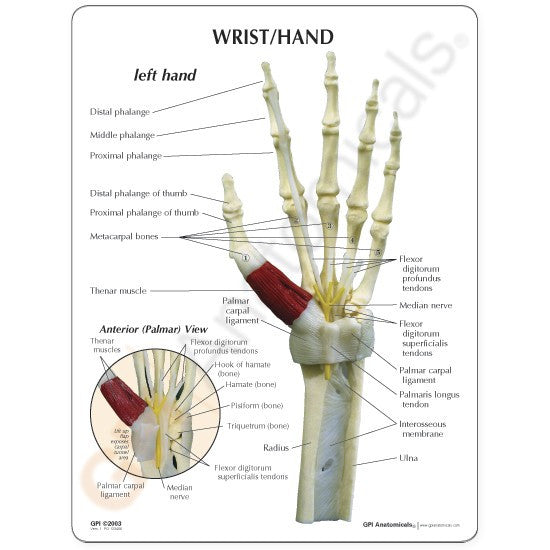 Hand and Wrist Model with Carpal Tunnel Syndrome