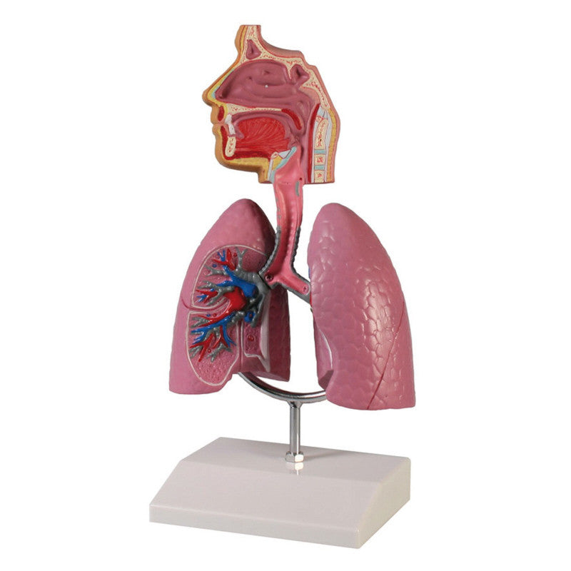 Respiratory System Model (1/2 life size)