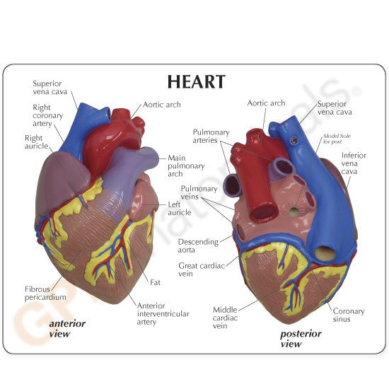 Cutaway Heart Model