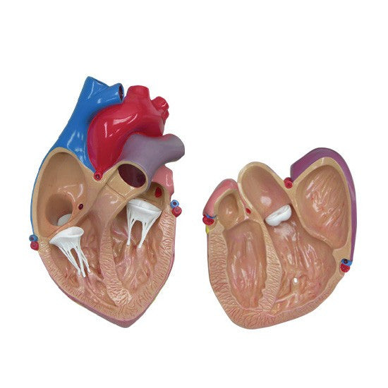 Life-size Heart Model Divides in Half to Show Inner Chambers and Valves
