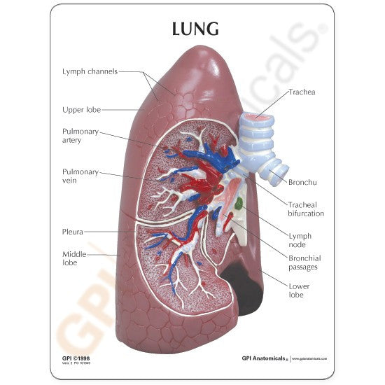 Lung Anatomy Model