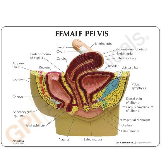 Female Pelvis Section Anatomy Model