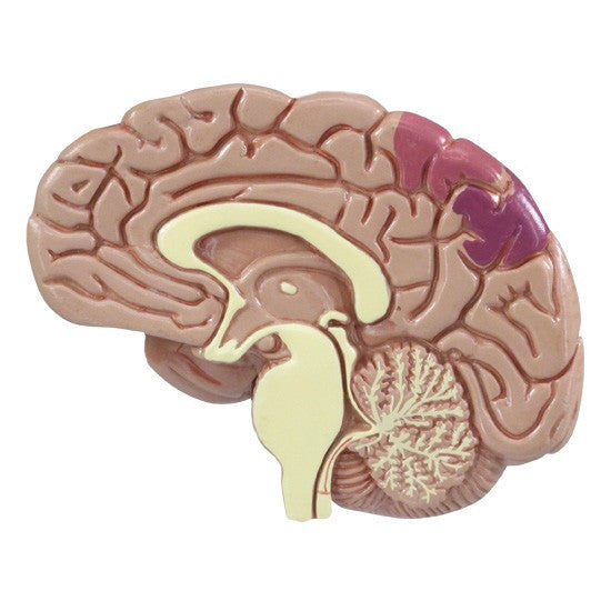 Hypertension Model Set