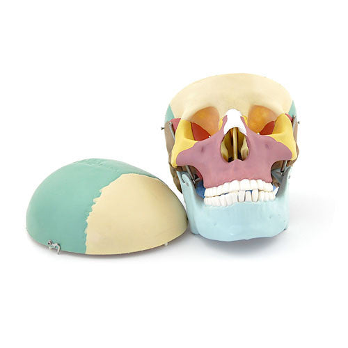 Coloured Skull Model (3 part)