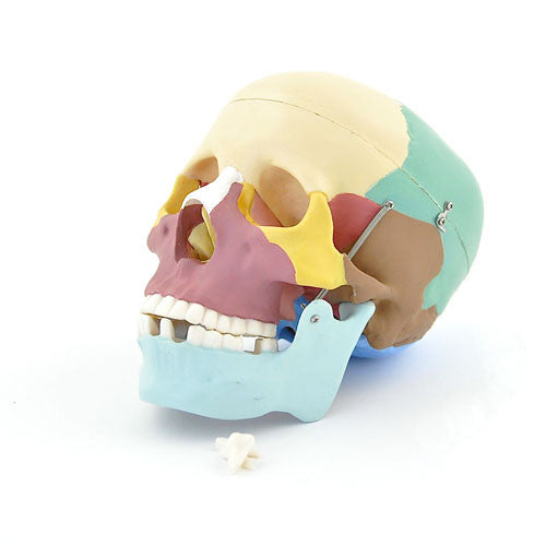 Coloured Skull Model (3 part)