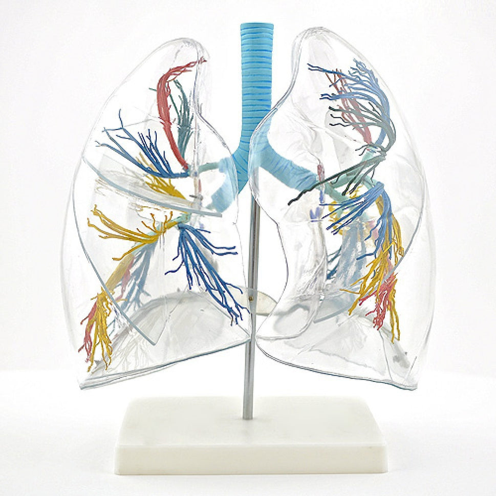 Lung Anatomy Collection